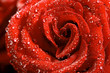 red rose