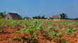 Cassava seedlings in Vinales valley, Cuba