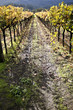 Vineyard Path
