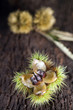 Edible chestnuts