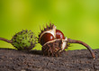 Conkers