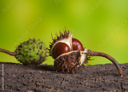 Photo: Conkers Conkers