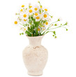 bouquet of daisies field