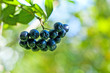 Aronia;Aronia melanocarpa