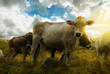 Foto: Cows Cows
