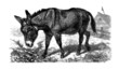Donkey Donkey