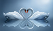 swans