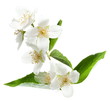 Photo: Jasmine flowers. Jasmine flowers.