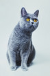 British gray cat with yellow eyes on a light background