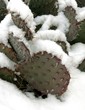 Prickly pear cactus in the snow