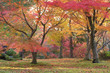 Autumn leaves in Kyoto