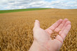 Landwirtschaft