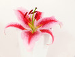 Lilienblüte