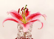 Lilienblüte