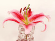 Lilienblüte