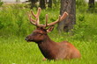 Bull Elk Bull Elk