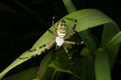 Wespenspinne (Argiope bruennichi)