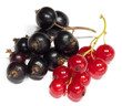 Currant fruits isolated on white