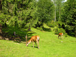 Deer on the meadow Deer on the meadow
