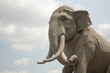 elephant stone
