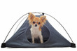 chiot chihuahua dans une tente chiot chihuahua dans une tente