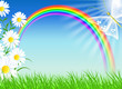Camomiles with green grass and rainbow