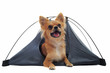 chihuahua en camping