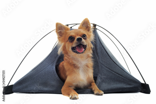 Photo: chihuahua en camping chihuahua en camping