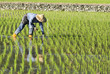 Photo: farmer working on paddy rice field farmer working on paddy rice field
