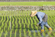 asian farmer planting on the paddy rice farmland . asian farmer planting on the paddy rice farmland .