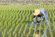 Photo: farmer planting paddy rice in asia. farmer planting paddy rice in asia.