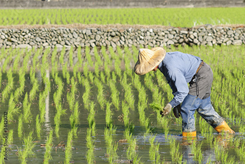 Photo: asian farmer planting on the paddy rice farmland . asian farmer planting on the paddy rice farmland .