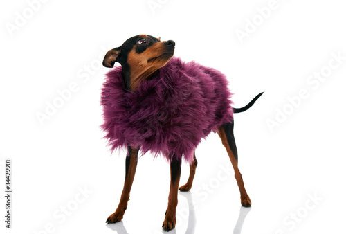 Photo: cute fashion little dog cute fashion little dog
