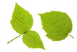 raspberry leaf isolated on white raspberry leaf isolated on white