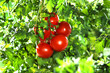 Foto: A_Tomaten-2 A_Tomaten-2