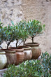 Olivier, huile, plante, méditerranée, sud, arbre, jardin, pot