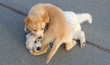 biting game