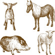 Farm animals
