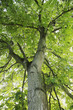 Baum