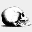 Crane de profil