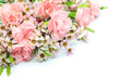 carnation