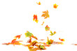 falling maple leaves on white autumn concept falling maple leaves on white autumn concept