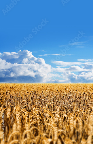 Foto: corn field corn field