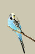 Wellensitt_6529