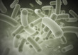 Virus cells