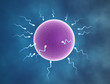 fertilization - sperm cells