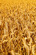 summer cornfield