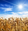 sun and wheat