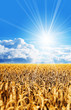sunny corn field
