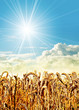 sunshine corn field